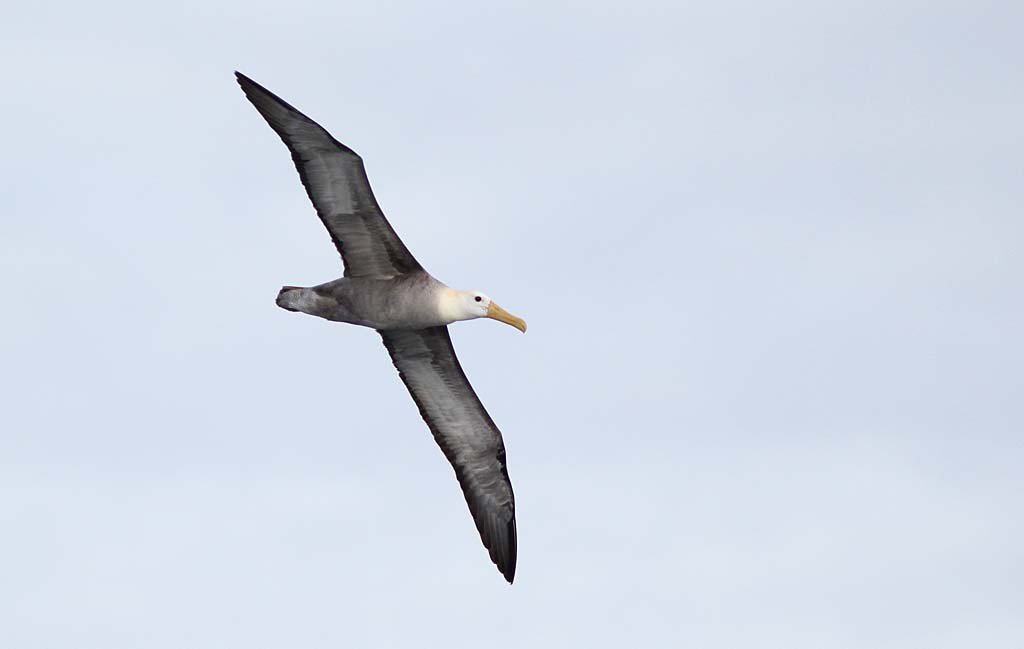 We’ll wander amongst a Waved Albatross breeding colony one day, but they are most impressive when seen in flight.